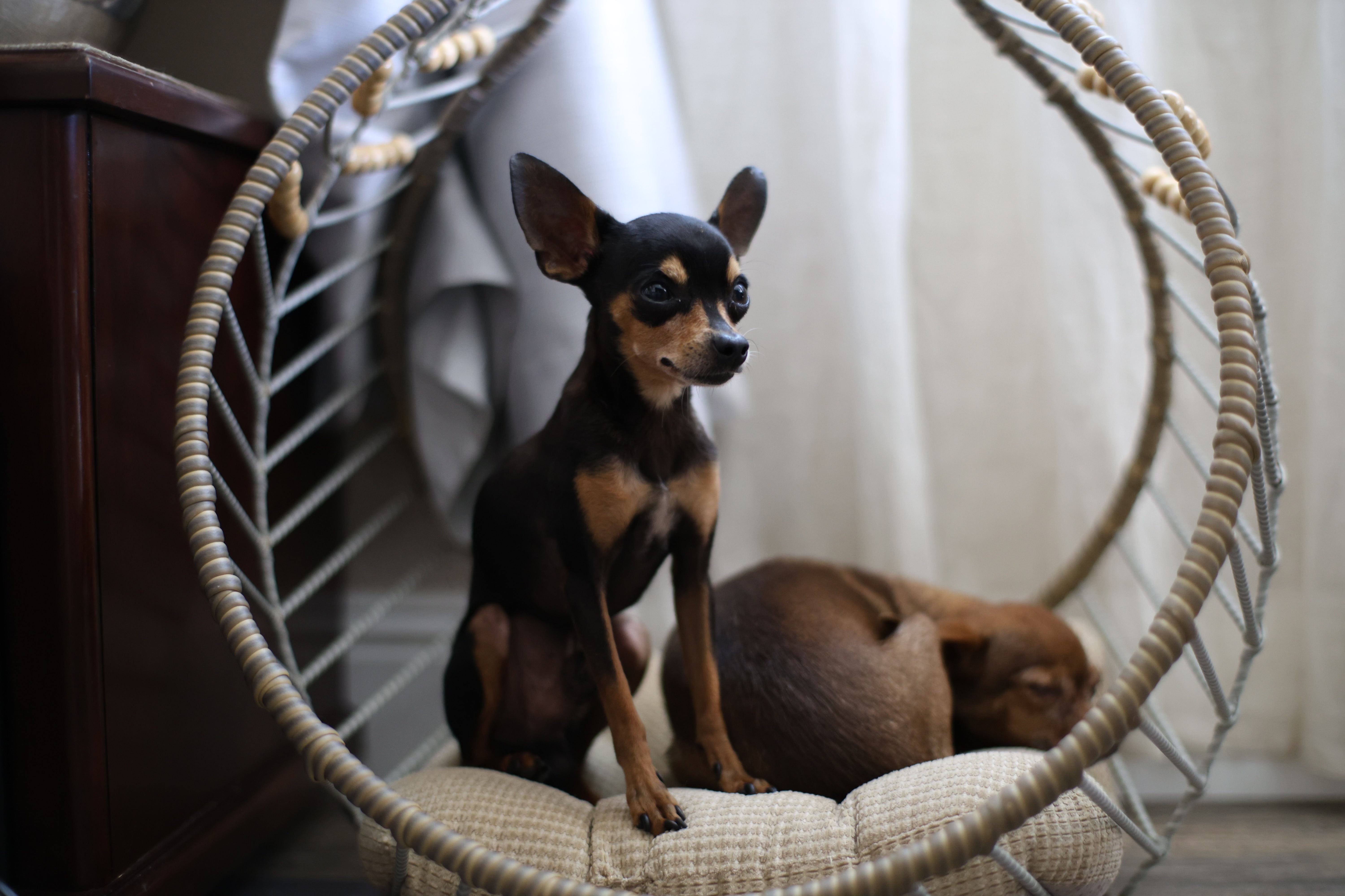 Russian Toy puppies nursery